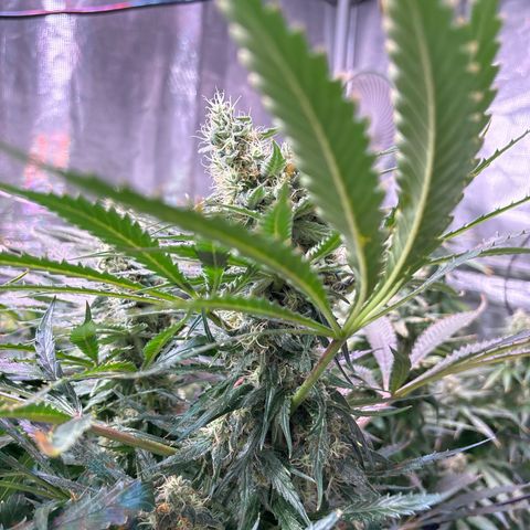 Strawberry cough #5 growlog timeline photo