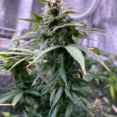 Strawberry Cough #3 growlog timeline photo