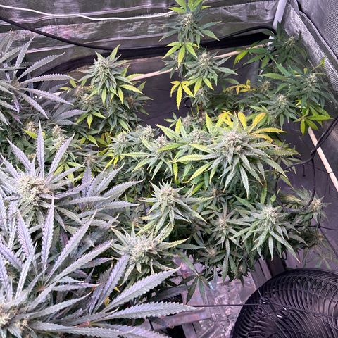 Strawberry Cough #3 growlog timeline photo