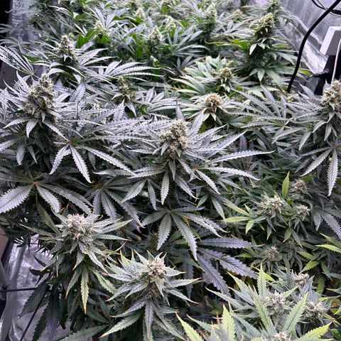 Strawberry cough #5 growlog timeline photo