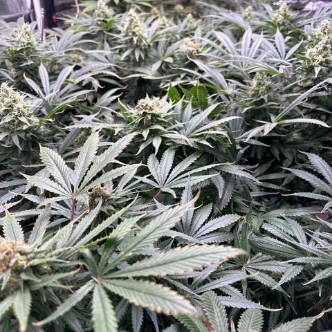 Strawberry cough #5 growlog timeline photo