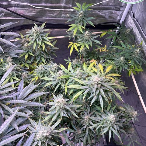 Strawberry Cough #3 growlog timeline photo