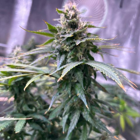 Strawberry Cough #3 growlog timeline photo