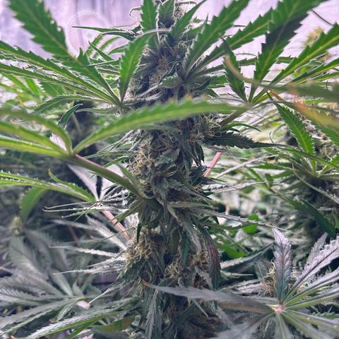 Strawberry cough #5 growlog timeline photo