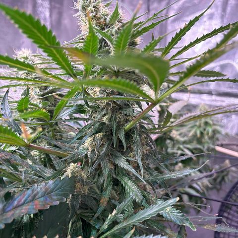 Strawberry cough #5 growlog timeline photo