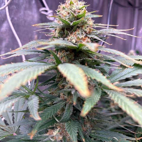 Strawberry cough #4 growlog timeline photo