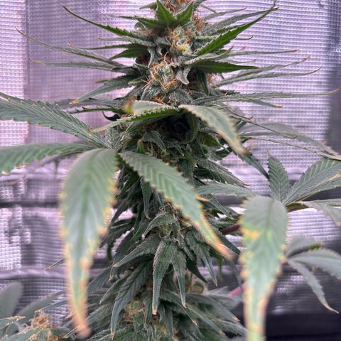 Strawberry Cough #1 growlog timeline photo
