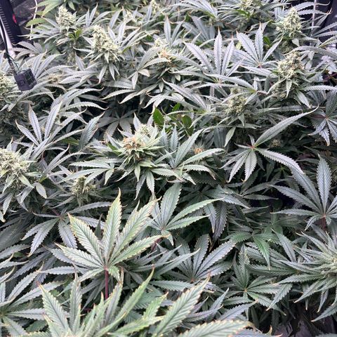 Strawberry cough #5 growlog timeline photo