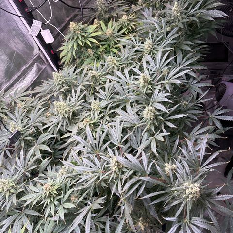 Strawberry cough #5 growlog timeline photo