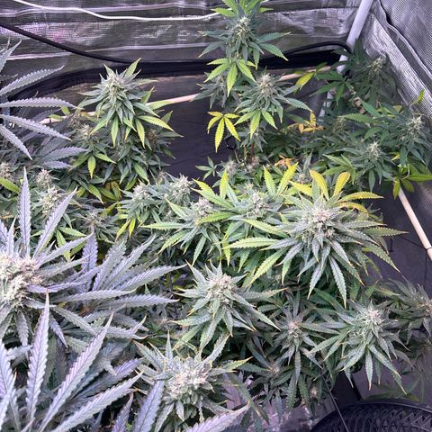 Strawberry Cough #3 growlog timeline photo