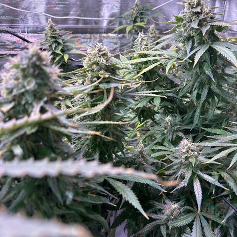 Strawberry Cough #3 growlog timeline photo