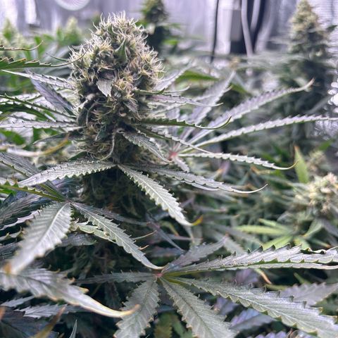 Strawberry cough #5 growlog timeline photo