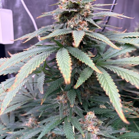 Strawberry cough #4 growlog timeline photo