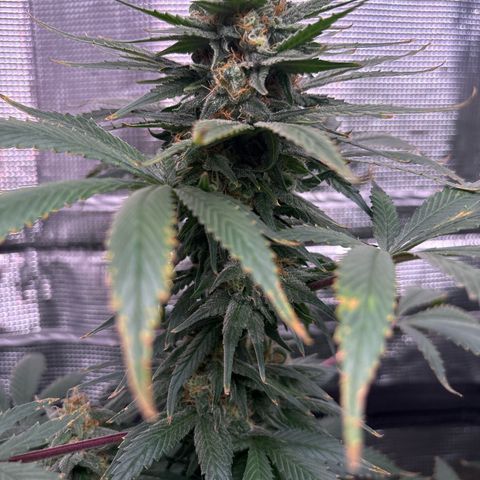 Strawberry Cough #1 growlog timeline photo