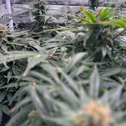 Strawberry Cough #1 growlog timeline photo