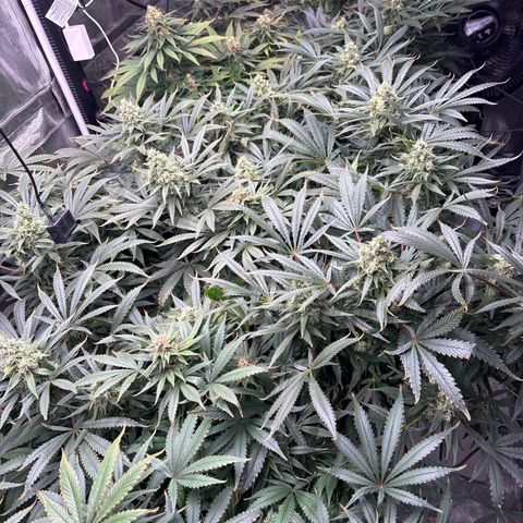 Strawberry cough #5 growlog timeline photo