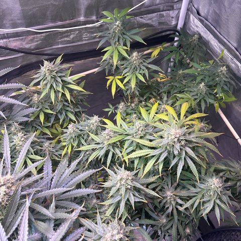 Strawberry Cough #3 growlog timeline photo