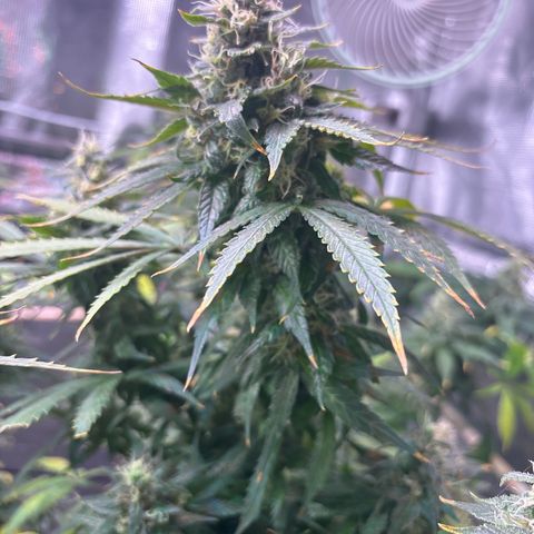 Strawberry Cough #3 growlog timeline photo