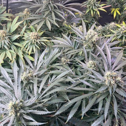 Strawberry cough #5 growlog timeline photo
