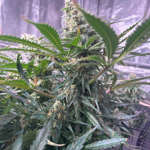 Strawberry cough #5 growlog timeline photo