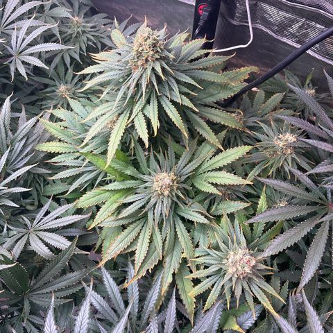Strawberry cough #4 growlog timeline photo
