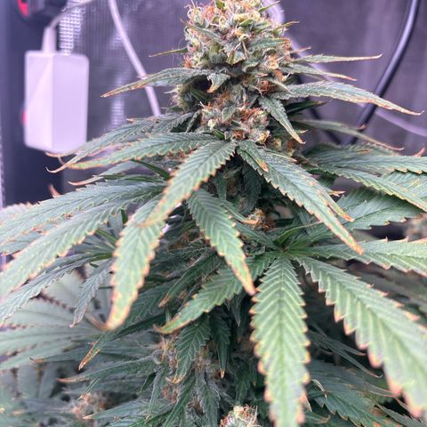 Strawberry cough #4 growlog timeline photo