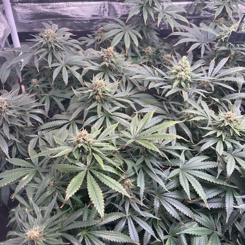 Strawberry Cough #1 growlog timeline photo