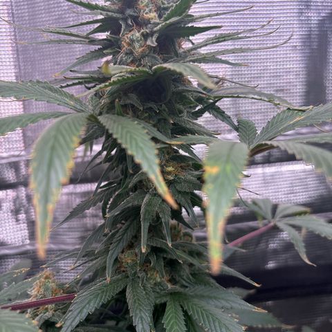 Strawberry Cough #1 growlog timeline photo