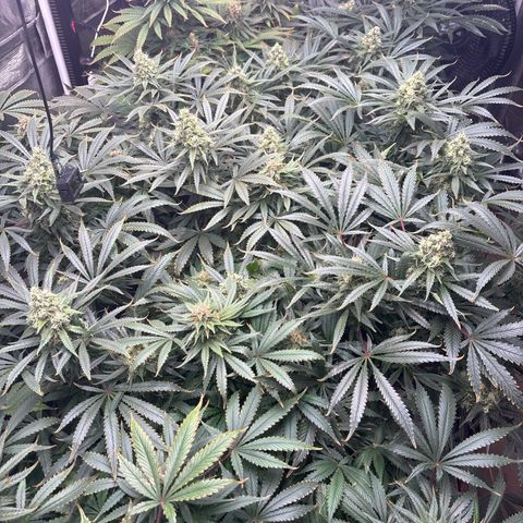 Strawberry cough #5 growlog timeline photo