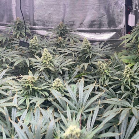 Strawberry cough #5 growlog timeline photo