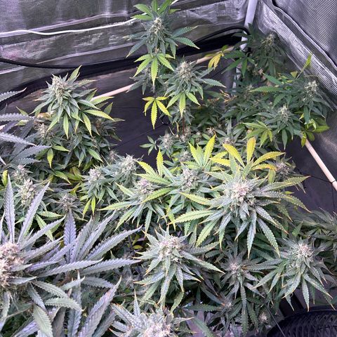 Strawberry Cough #3 growlog timeline photo