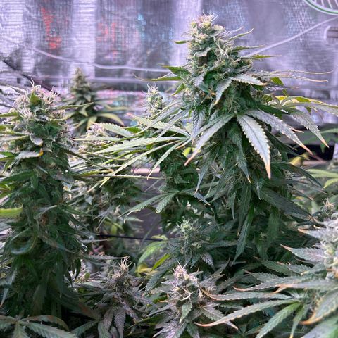Strawberry Cough #3 growlog timeline photo