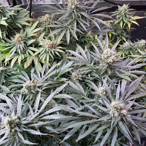 Strawberry cough #5 growlog timeline photo