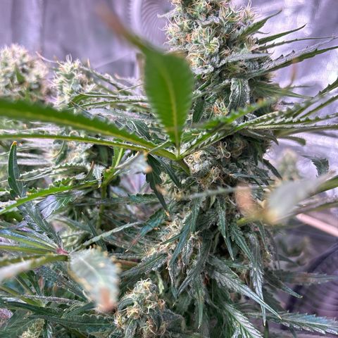 Strawberry cough #5 growlog timeline photo