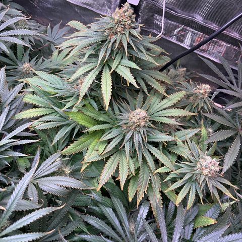 Strawberry cough #4 growlog timeline photo