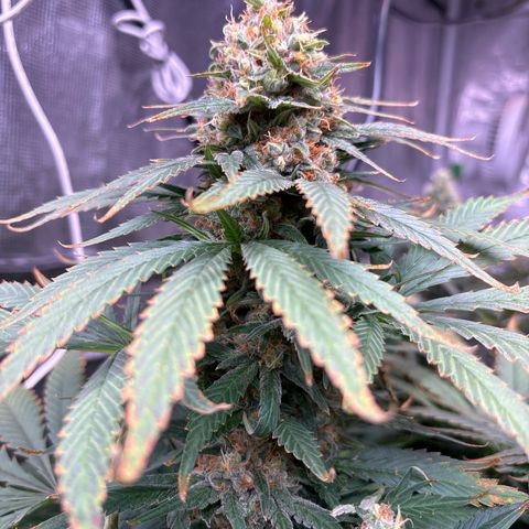 Strawberry cough #4 growlog timeline photo