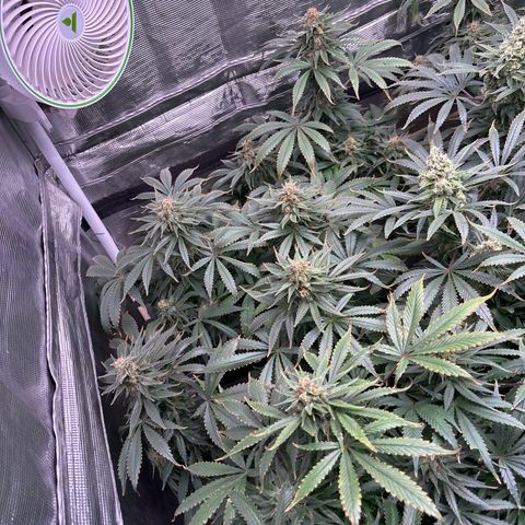 Strawberry Cough #1 growlog timeline photo