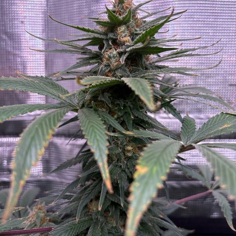 Strawberry Cough #1 growlog timeline photo