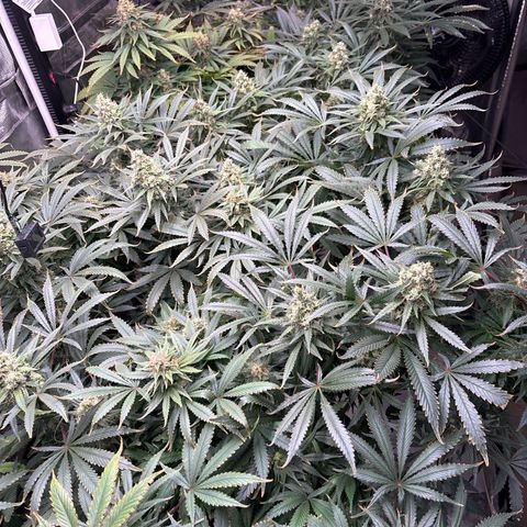 Strawberry cough #5 growlog timeline photo