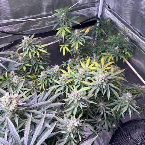 Strawberry Cough #3 growlog timeline photo
