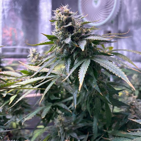 Strawberry Cough #3 growlog timeline photo