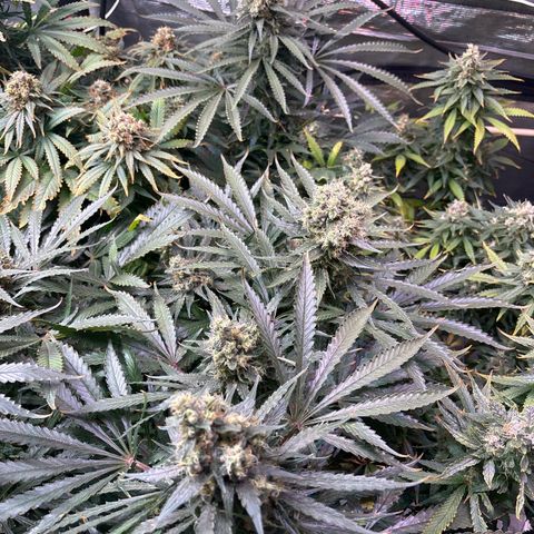Strawberry cough #5 growlog timeline photo
