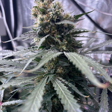 Strawberry cough #5 growlog timeline photo