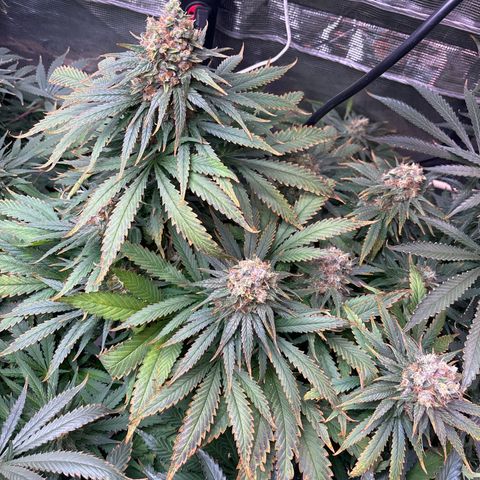 Strawberry cough #4 growlog timeline photo