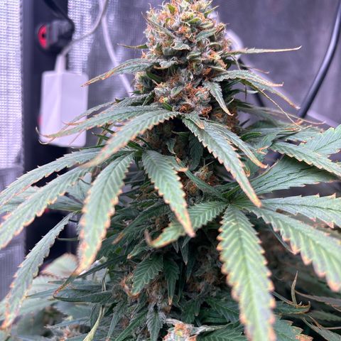 Strawberry cough #4 growlog timeline photo