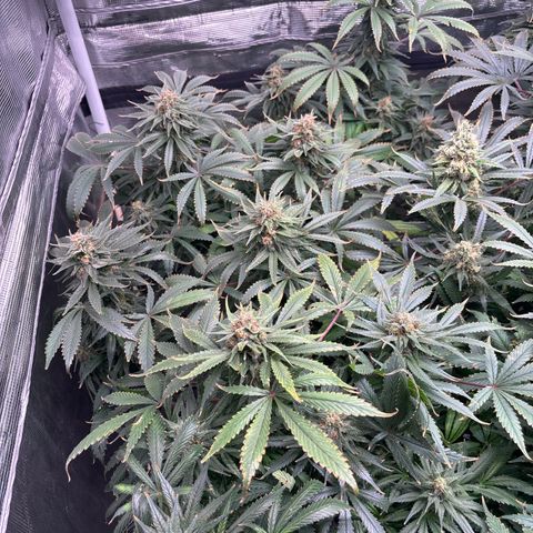 Strawberry Cough #1 growlog timeline photo