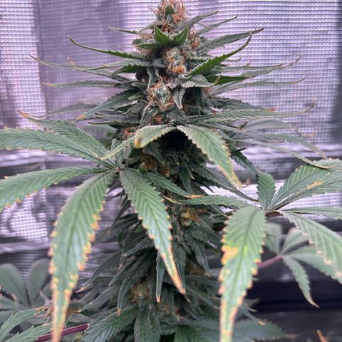 Strawberry Cough #1 growlog timeline photo