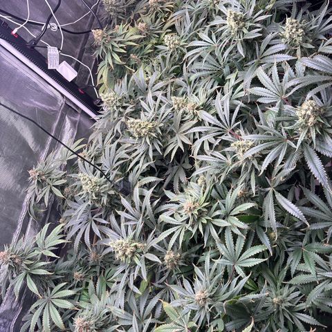 Strawberry cough #5 growlog timeline photo