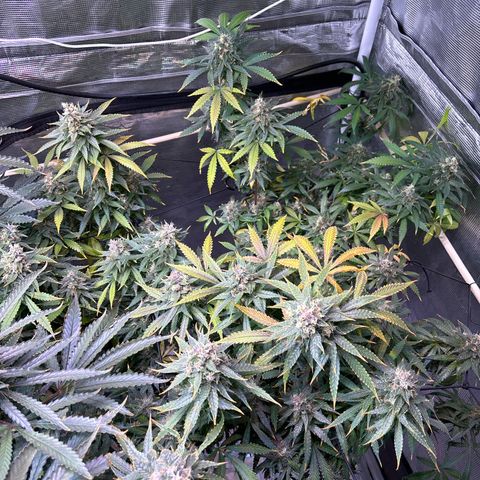Strawberry Cough #3 growlog timeline photo