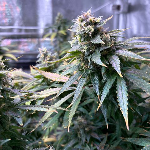 Strawberry Cough #3 growlog timeline photo